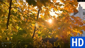 <a href="/go/zoom-video-001-autumn-leaves-sun" target="_blank">Download</a>